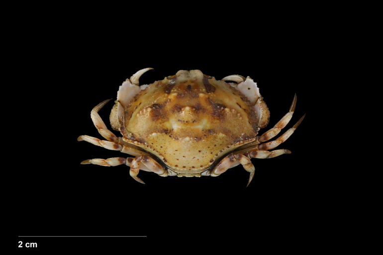 Hepatus gronovii, Bruno Ogata