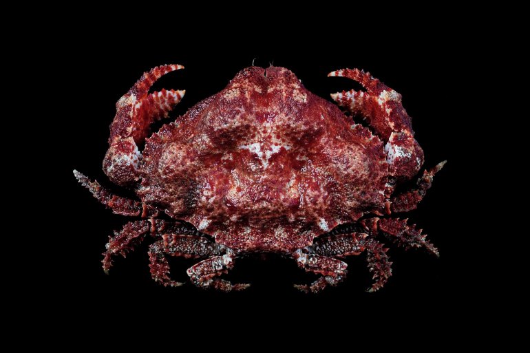 Sakaila japonica, Tin-Yam Chan National Taiwan Ocean University