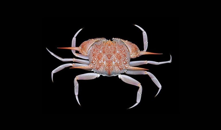 Acanthocarpus bispinosus, Arthur Anker