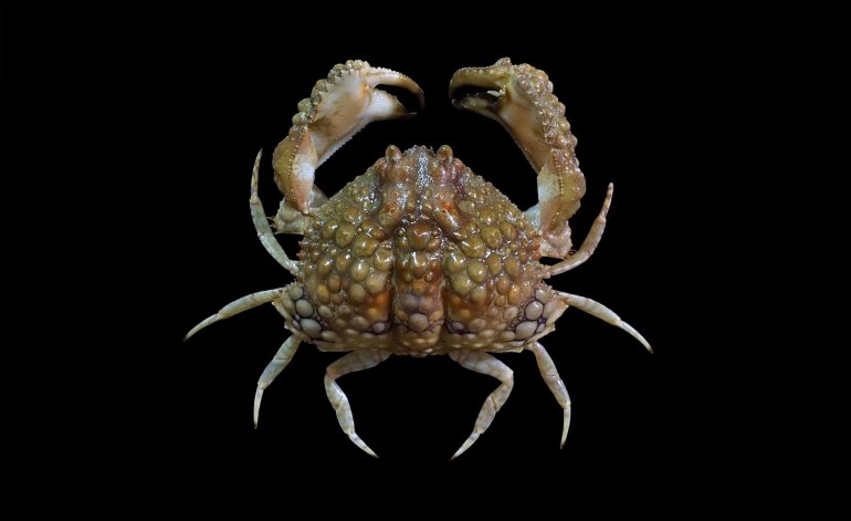 Calappa capellonis, Sahat Ratmuangkhwang Lab Mos Nattapat