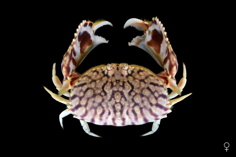 Calappa flammea, Ondřej Radosta