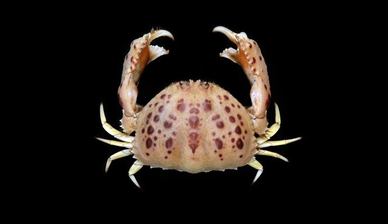 Calappa granulata, Ondřej Radosta