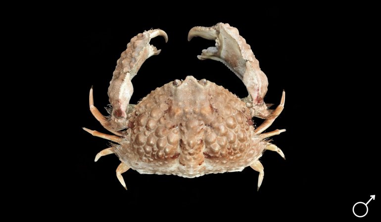 Calappa torulosa, Ondřej Radosta