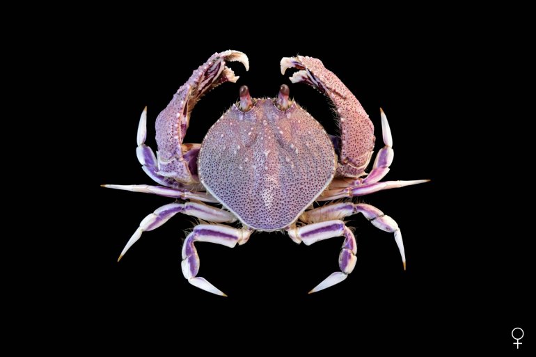 Cycloes granulosa, Ondřej Radosta