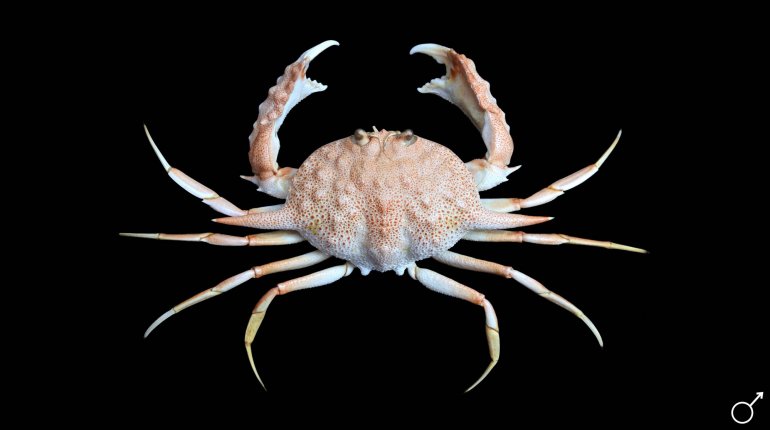 Mursia armata, Ondřej Radosta