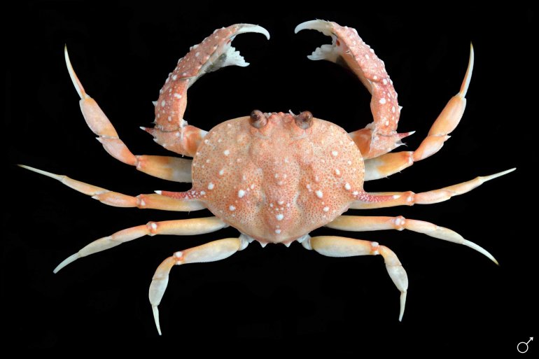 Mursia trispinosa, Ondřej Radosta