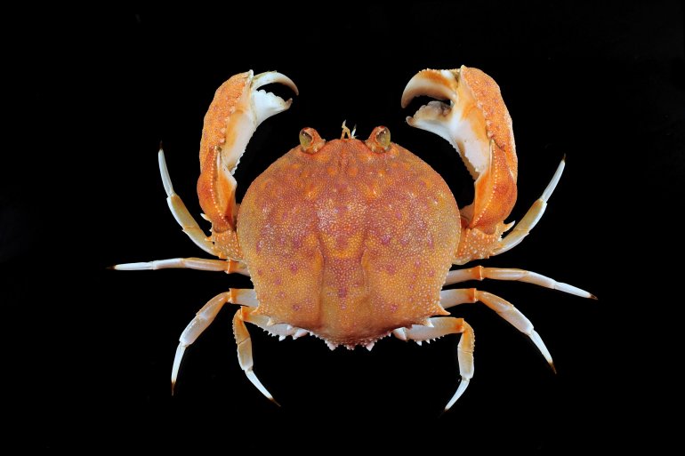 Paracyclois milneedwardsii, Tin-Yam Chan Museum national  d’Histoire naturelle