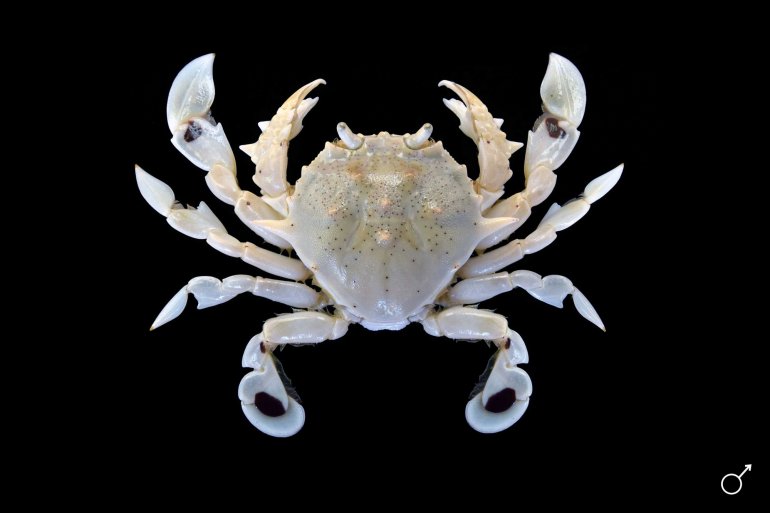 Ashtoret lunaris, Ondřej Radosta