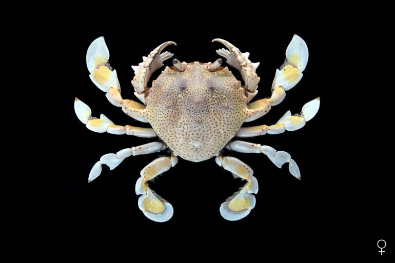 Ashtoret lunaris, Ondřej Radosta