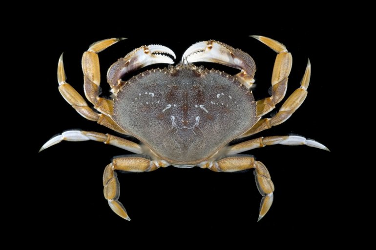 Metacarcinus magister, Gustav Paulay