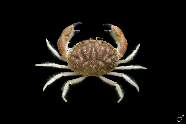 Platepistoma anaglyptum, Ondřej Radosta