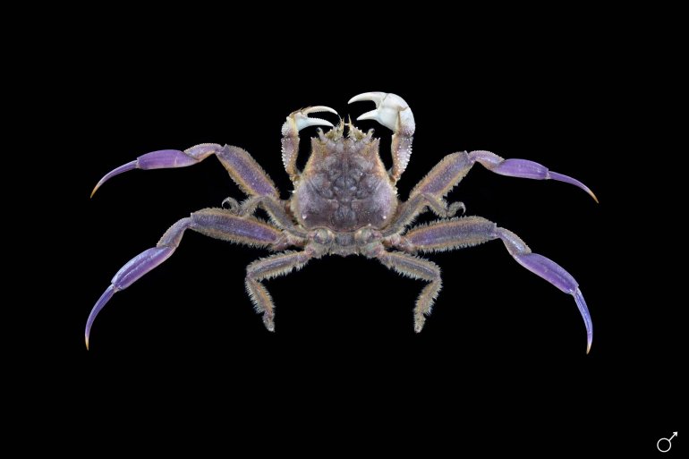 Dorippe quadridens, Ondřej Radosta