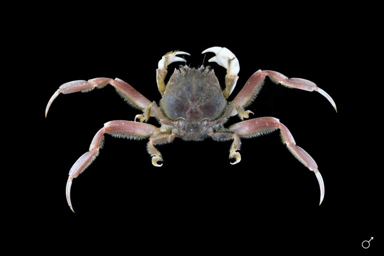 Dorippoides facchino, Ondřej Radosta