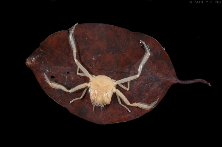 Neodorippe callida, Paul Ng