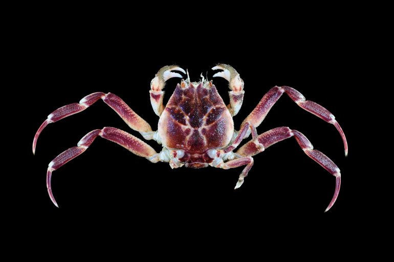 Paradorippe granulata, Tin-Yam Chan National Taiwan Ocean University