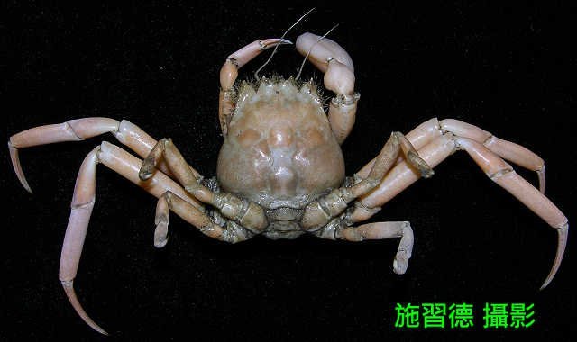 Ethusa sexdentata, Hsi-Te Shih