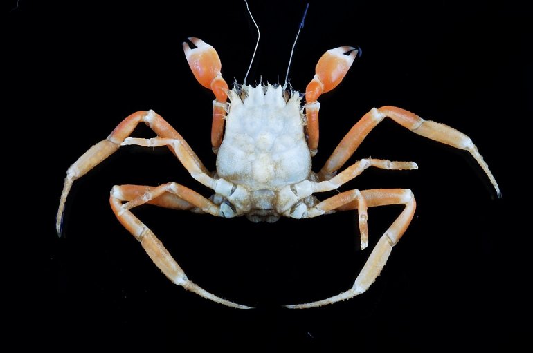 Ethusa zurstrasseni, Tin-Yam Chan Museum national  d’Histoire naturelle