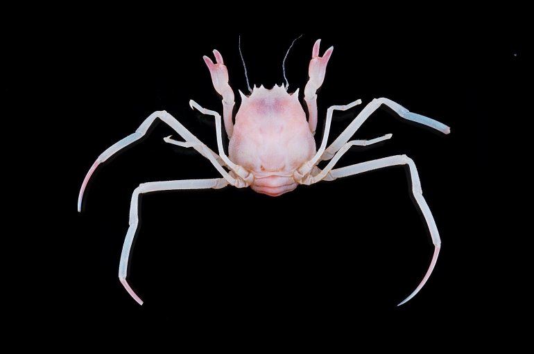 Ethusina somalica, Tin-Yam Chan Museum national  d’Histoire naturelle