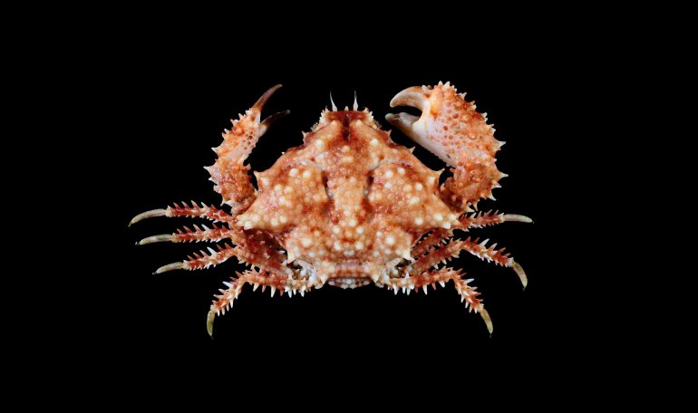 Dairoides kusei, Tin-Yam Chan National Taiwan Ocean University