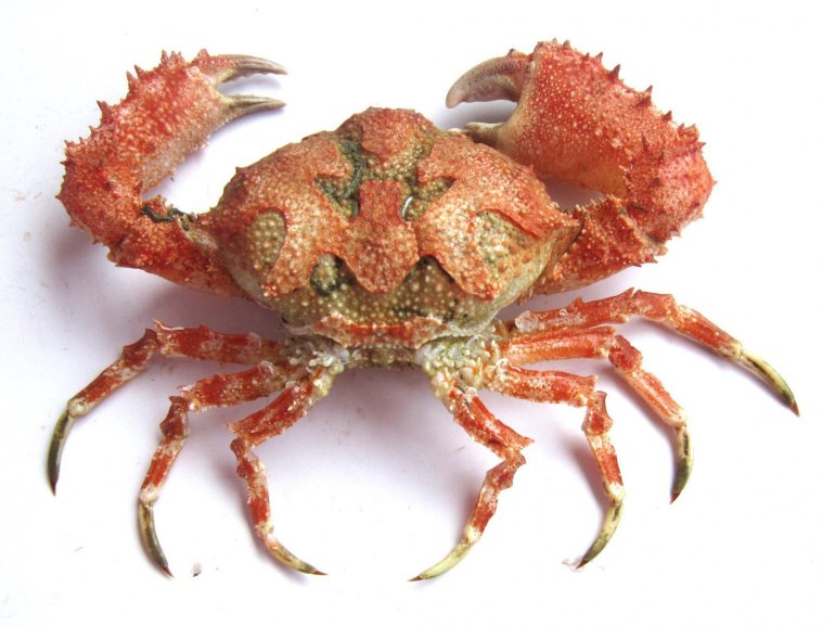 Dairoides seafdeci, Sumod Ks