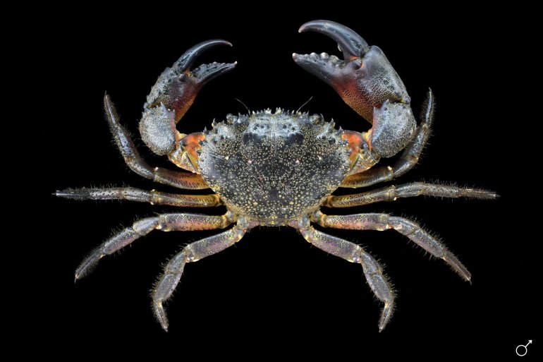 Eriphia verrucosa, Ondřej Radosta