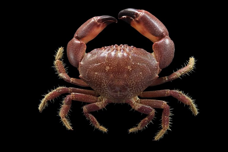 Menippe rumphii, Mos Nattapat