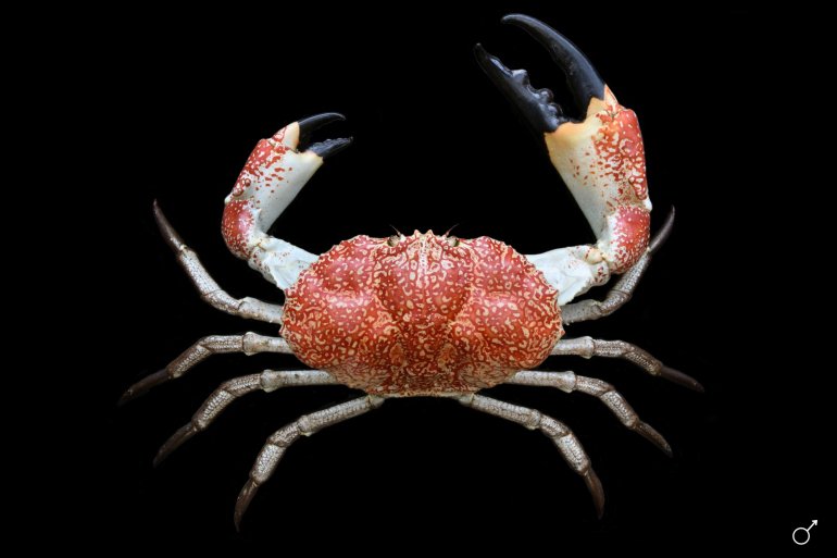 Pseudocarcinus gigas, Ondřej Radosta