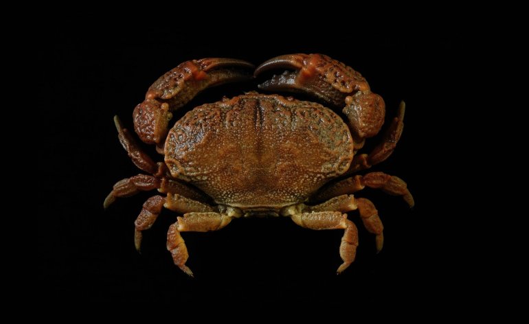 Epixanthus corrosus, Ling-Kuang Tseng