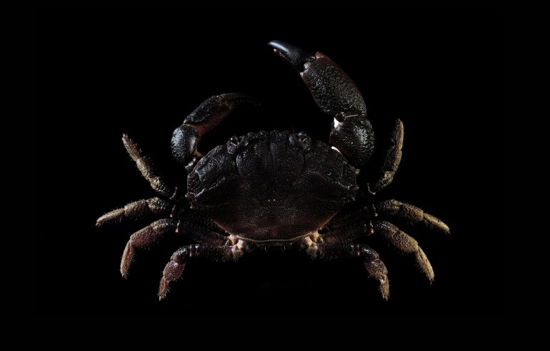 Ozius rugulosus, Ling-Kuang Tseng