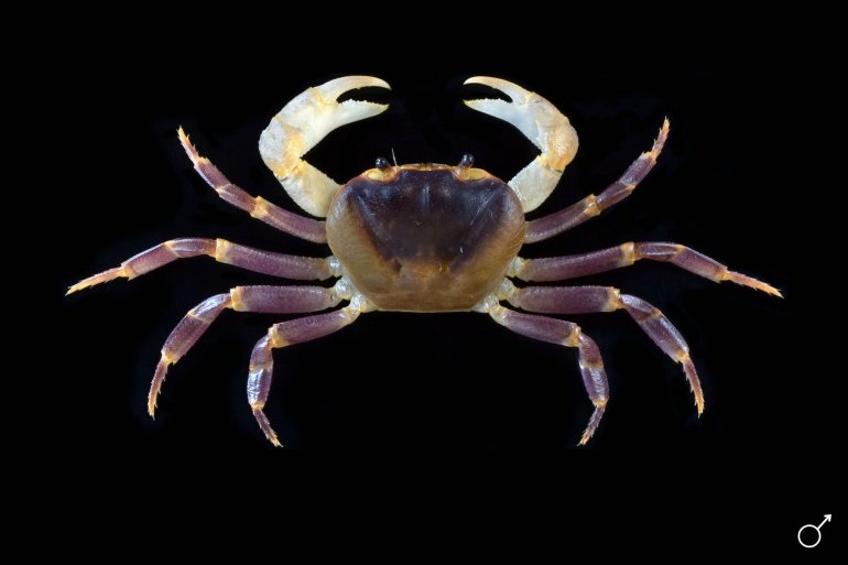 Terrathelphusa kuhli, Ondřej Radosta