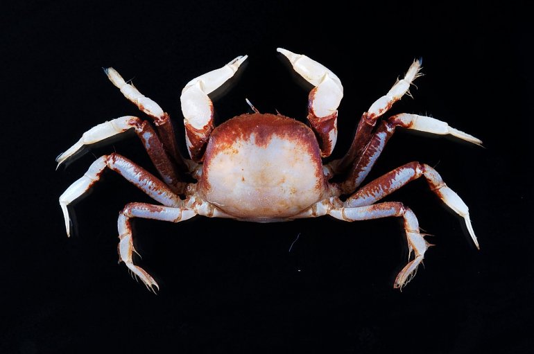 Camatopsis rubida, Tin-Yam Chan Museum national  d’Histoire naturelle