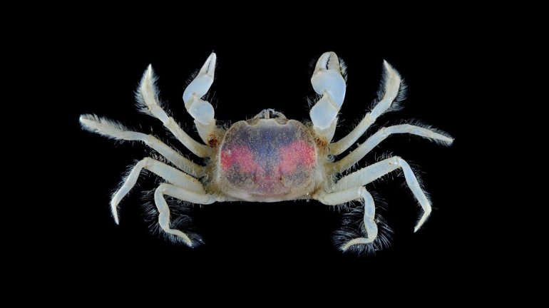 Chasmocarcinops gelasimoides, Arthur Anker