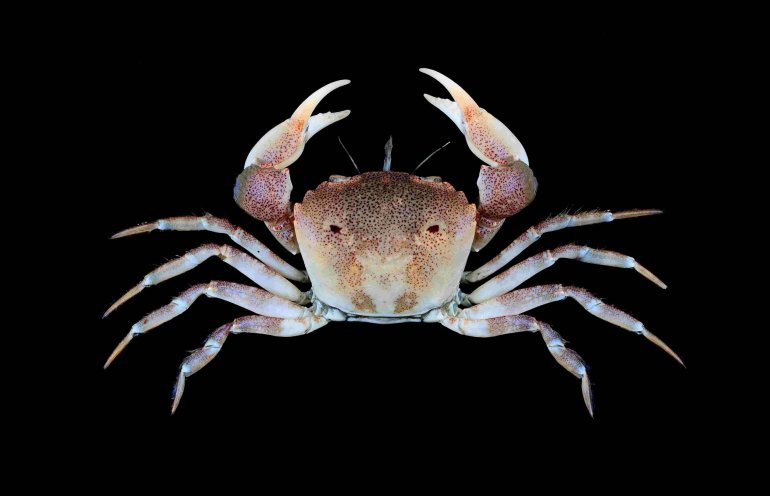 Eucrate crenata, Tin-Yam Chan National Taiwan Ocean University