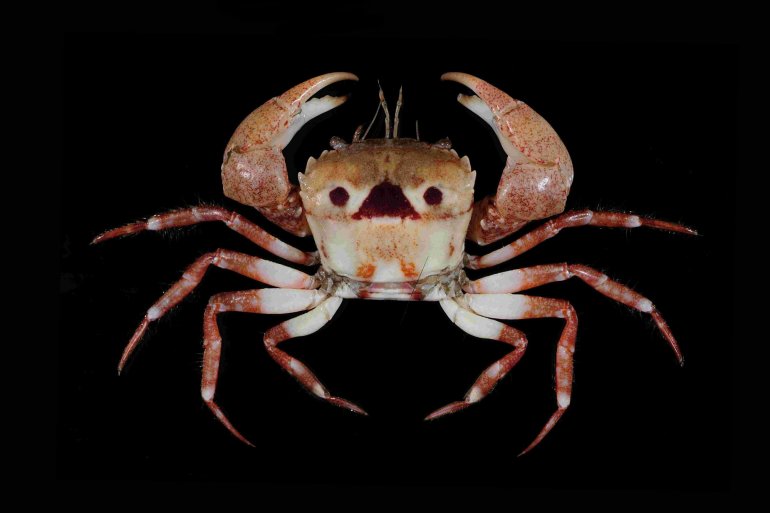 Eucrate solaris, Tin-Yam Chan National Taiwan Ocean University