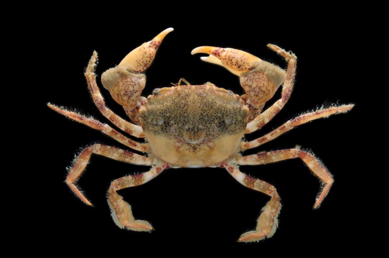 Trissoplax dentata, Paul Ng