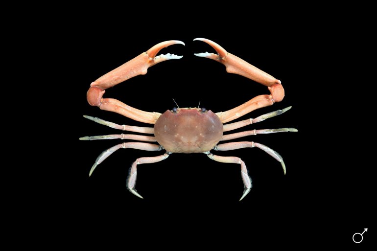 Carcinoplax longimanus, Ondřej Radosta