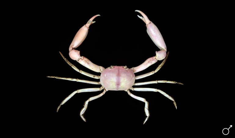 Carcinoplax purpurea, Ondřej Radosta