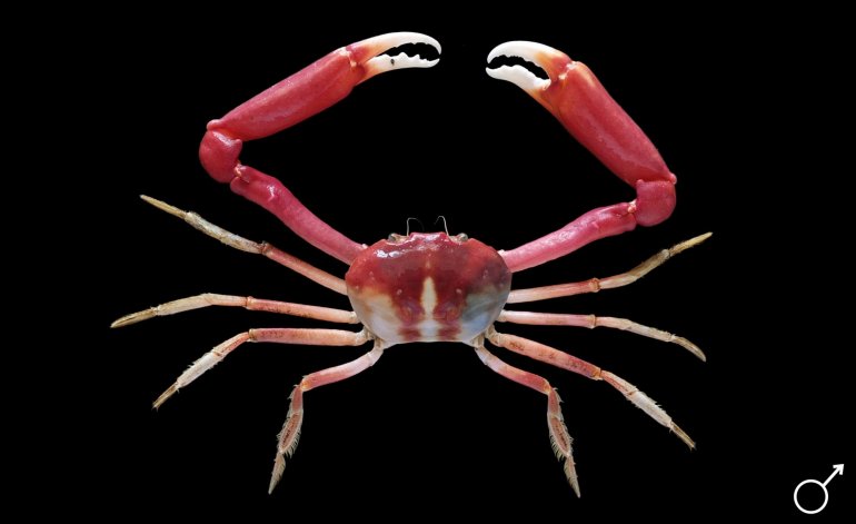 Carcinoplax sinica, Mos Nattapat