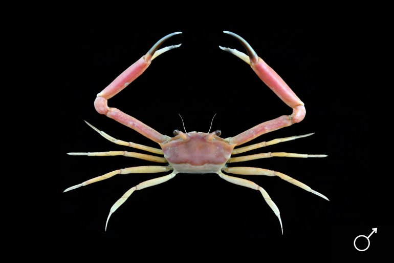 Goneplax rhomboides, Ondřej Radosta