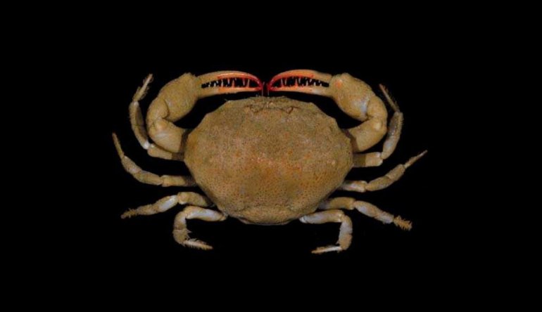 Iphiculus convexus, JC Mendoza