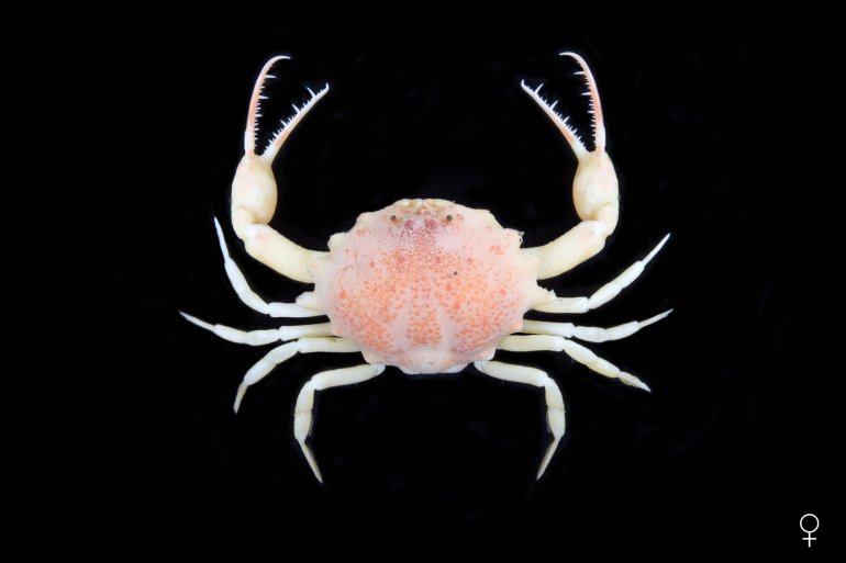 Iphiculus spongiosus, Ondřej Radosta