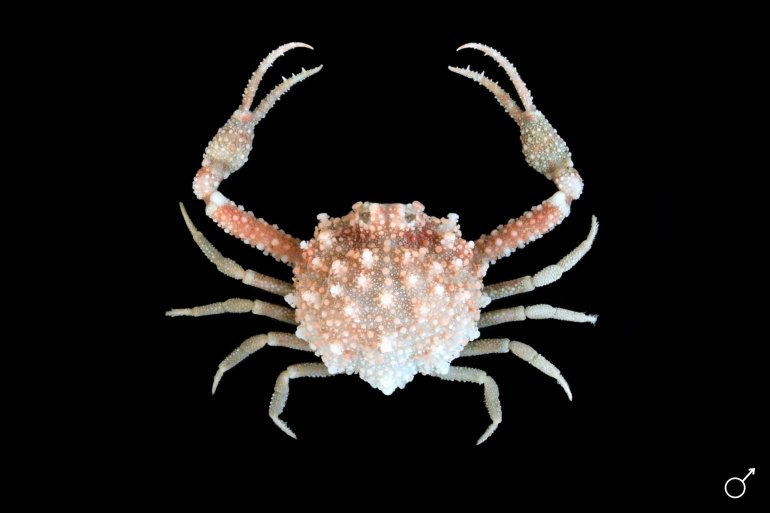 Pariphiculus agariciferus, Ondřej Radosta