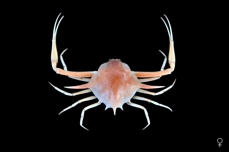 Arcania heptacantha, Ondřej Radosta