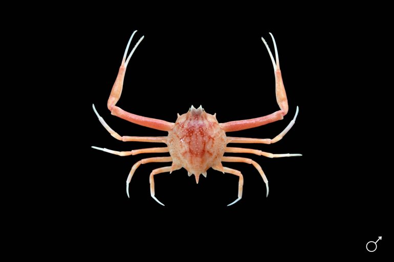 Arcania novemspinosa, Ondřej Radosta