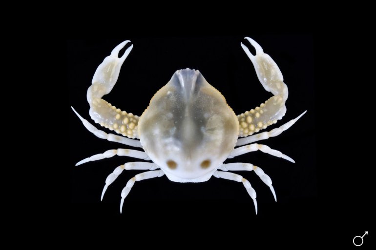 Leucosia craniolaris, Ondřej Radosta