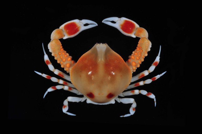 Leucosia rubripalma, Arthur Anker Florida Museum of natural history