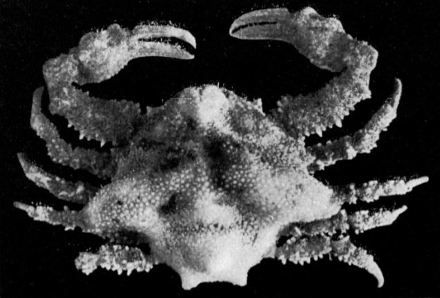Merocryptus lambriformis, G.C. Clutton Rathbun, M.J. (1923) Report on the crabs obtained by the F.I.S. “Endeavour” on the coasts of Queensland, New South Wales, Victoria, South Australia and Tasmania. Report on the Brachyrhyncha, Oxystomata and Dromiacea