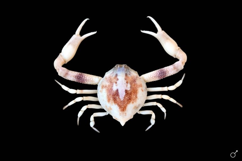 Myra affinis, Ondřej Radosta