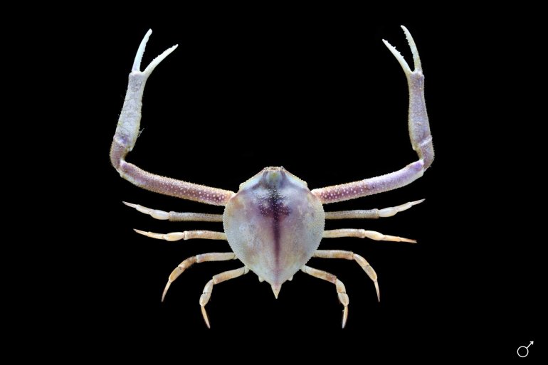 Myra celeris, Ondřej Radosta