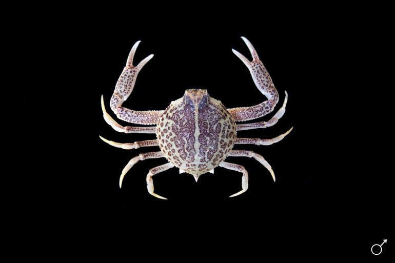 Persephona aquilonaris, Ondřej Radosta